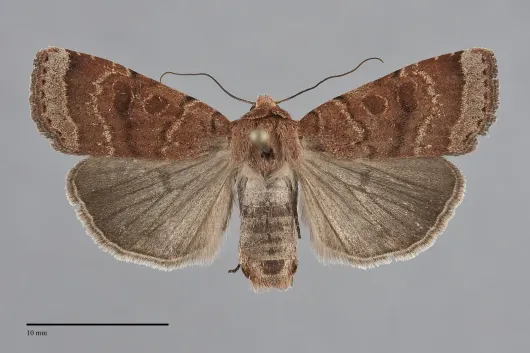 Abagrotis placida