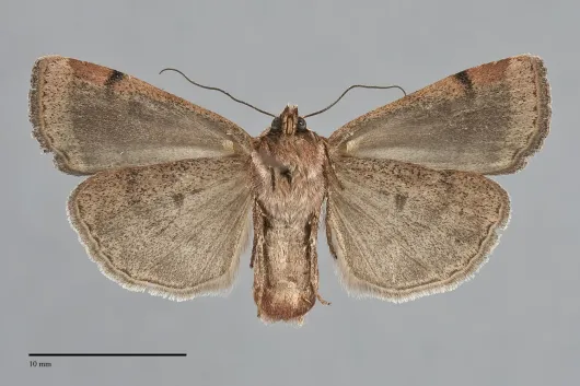 Abagrotis placida