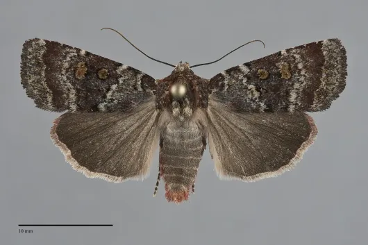 Abagrotis pulchrata