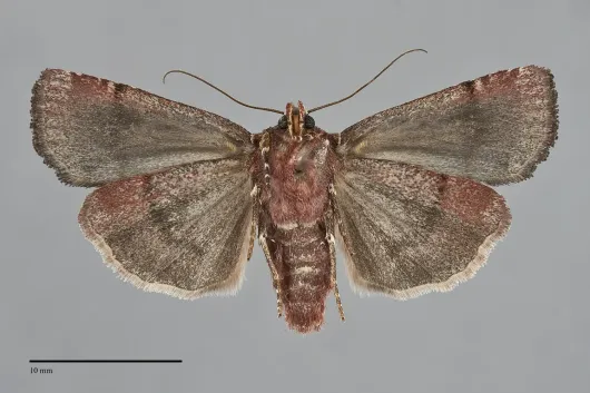 Abagrotis pulchrata