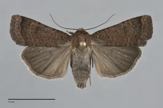 Abagrotis reedi