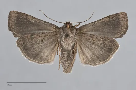Abagrotis reedi