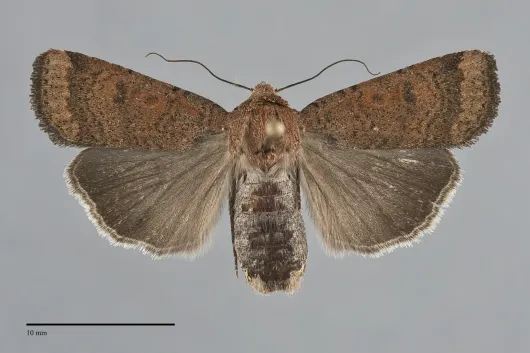 Abagrotis reedi