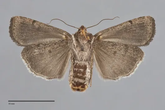Abagrotis reedi