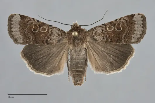 Abagrotis scopeops