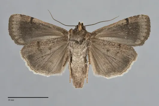 Abagrotis scopeops
