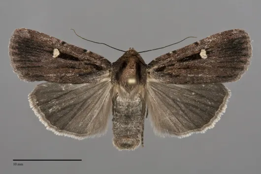 Abagrotis striata