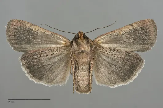 Abagrotis striata