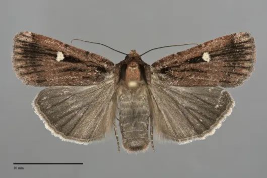 Abagrotis striata