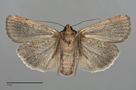 Abagrotis striata