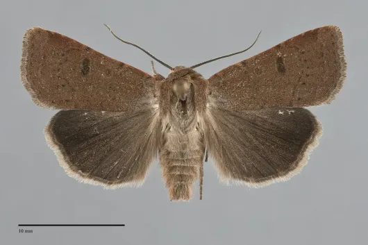 Abagrotis trigona