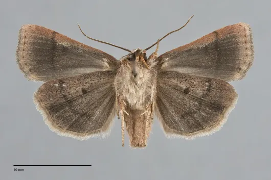 Abagrotis trigona