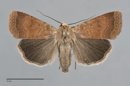 Abagrotis trigona