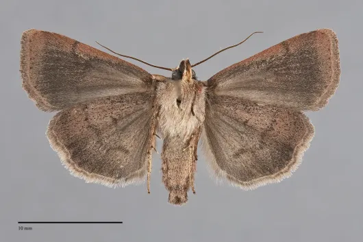 Abagrotis trigona