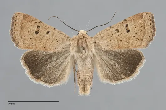 Abagrotis trigona