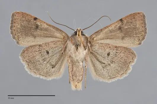 Abagrotis trigona