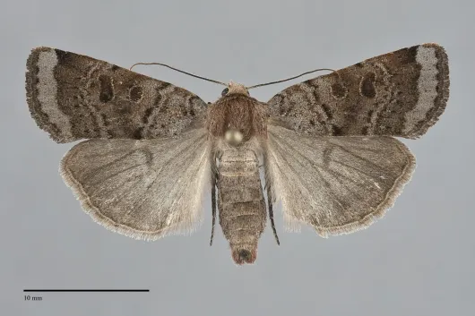 Abagrotis turbulenta