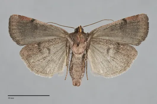 Abagrotis turbulenta