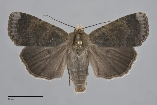 Abagrotis variata