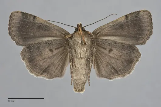 Abagrotis variata