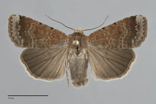 Abagrotis variata