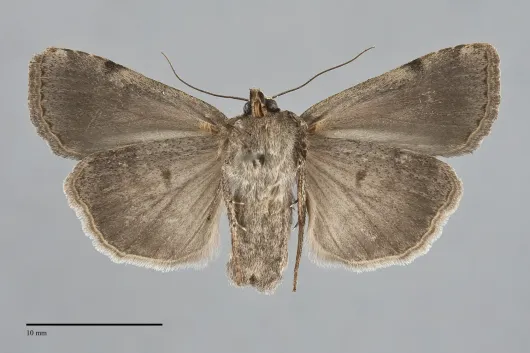 Abagrotis variata