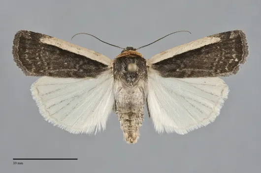 Abagrotis vittifrons