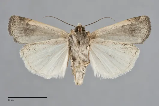 Abagrotis vittifrons