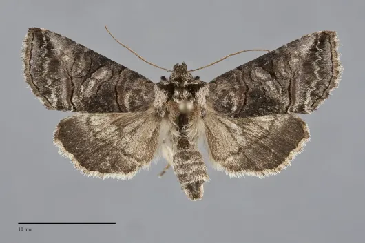 Abrostola urentis