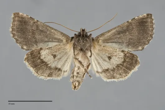 Abrostola urentis