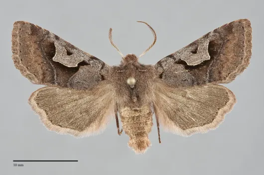 Acerra normalis
