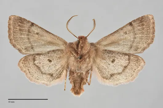 Acerra normalis
