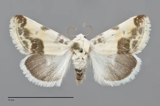 Acontia coquillettii