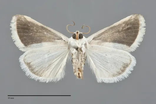 Acontia coquillettii