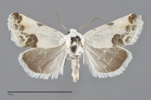 Acontia coquillettii