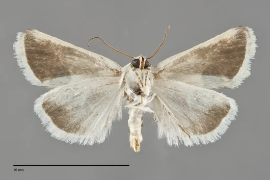 Acontia coquillettii