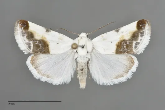 Acontia cretata