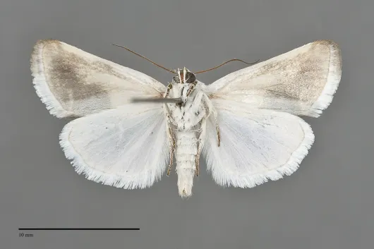 Acontia cretata
