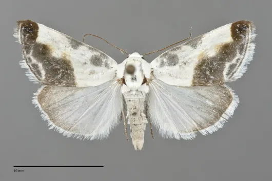 Acontia cretata