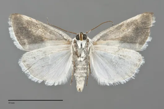 Acontia cretata