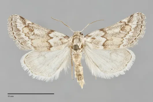 Acopa perpallida