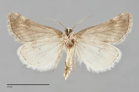 Acopa perpallida