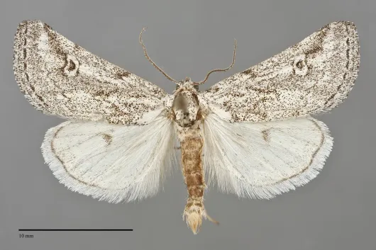 Acopa perpallida