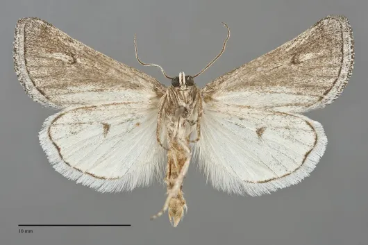 Acopa perpallida