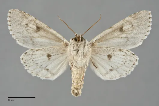 Acronicta americana