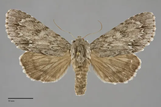 Acronicta americana