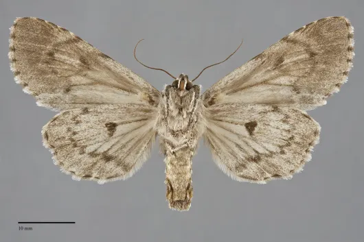 Acronicta americana