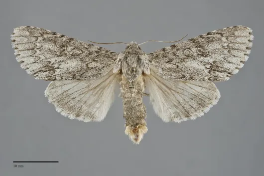Acronicta americana