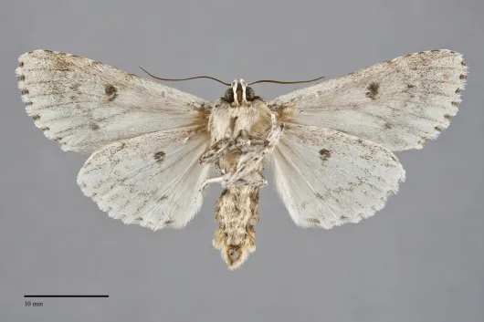 Acronicta americana