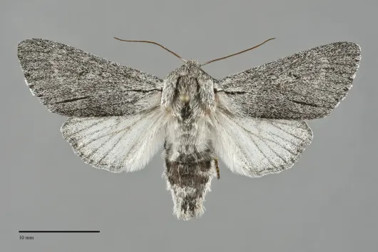 Acronicta cyanescens